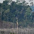 Incendies en Amazonie