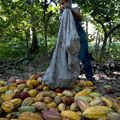 Scandale/ Côte d’Ivoire : « Ce qui a fait chuter les cours du cacao, c’est la spéculation »