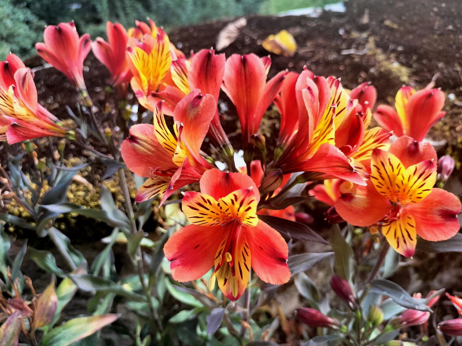Sancerre, parc du château, fleur alstoemeria (18)