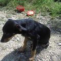 Tina et des chiots sur la plage de Bois Jolan ... Kalinka, Key, Kinga et Oce