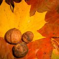 Muffins d'automne pour le Muffin monday n°11