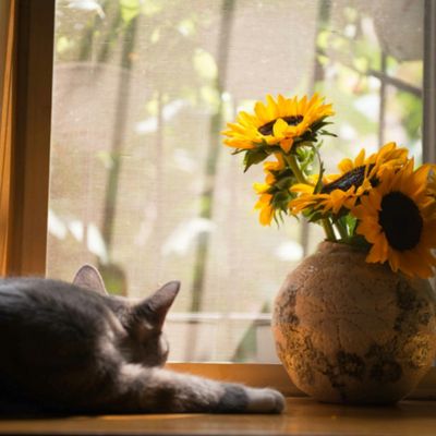 Le Chat de Juillet de Célinettes