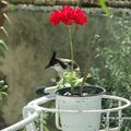 Bulbul Orphée (Pycnonotus jocosus) - Merle Maurice