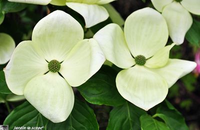 Cornus Venus, une 'nouveauté' découverte à Courson 