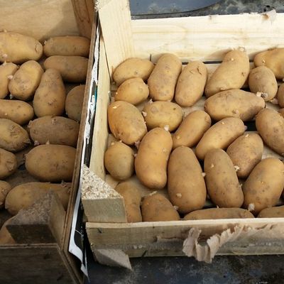 Le jardinier au potager en mars