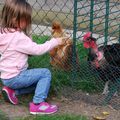 Ambre à la ferme...