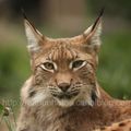 Lynx