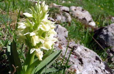 Orchidée sureau forme jaune