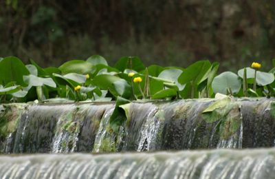 Cascade de photos ...