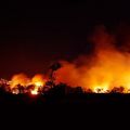 Feu de forêt : que faire selon la situation ?