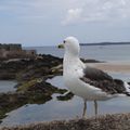 Goélands à Saint- Malo,