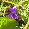 La première violette