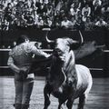 Lucien Clergue, photos d'El Cordobès, Pedrès, Oscar Cruz, Picasso, Manitas de Plata, Dali et de Tauromachie