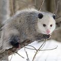 the opossum