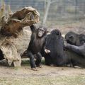 PARC ANIMALIER D'ATTILLY : chimpanzés