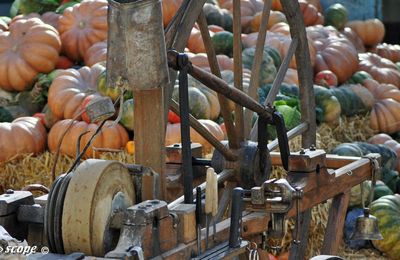 Dictons et proverbes liés au mois de Novembre