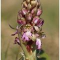 Barlie de Robert ou Orchis Ggéant : Himantoglossum robertianum