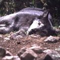 Bonsoir les p'tits loups, Le temps de souffler un