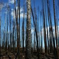 Incendie au Canada