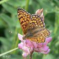 Melitaea cinxia