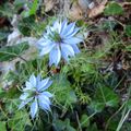 Des bouquets pour l'hiver