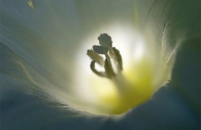 Lumière fleurie ...