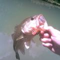 Black Bass 37 cm pris au popper dans le canal de