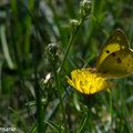 Citron sur fleur de pissenlit..