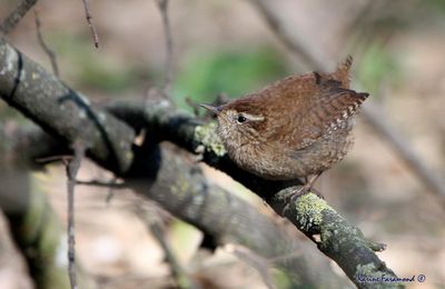 Le troglodyte mignon