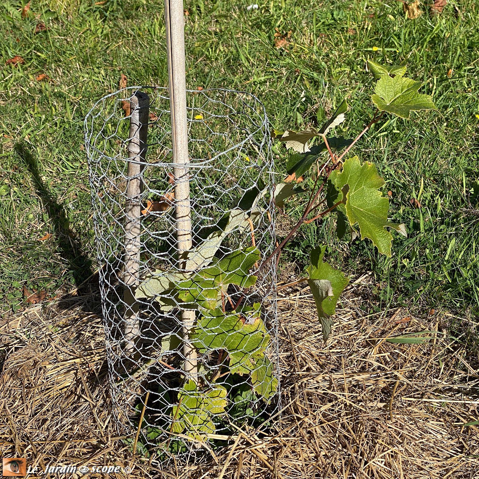 Vignes plantés depuis 6 mois