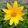 Avatar fleur jaune