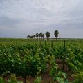 Marsala 2022