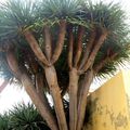 Dracaena draco , Dragoeiro , Agavaceae