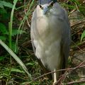 Bihoreau/Black-crowned night heron/夜鷺 (nycticorax nycticorax)