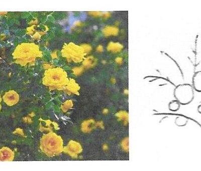 Il giardino di Lorna Bateman – 14a puntata