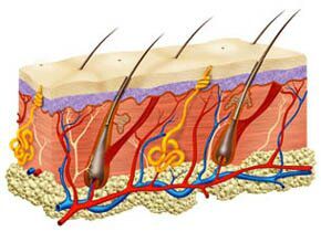 Pourquoi a t-on des poils sous les bras??