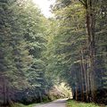 Sur la route des ballons d'Alsace