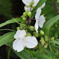 Des cymes de fleurs blanches pendant tout l'été…