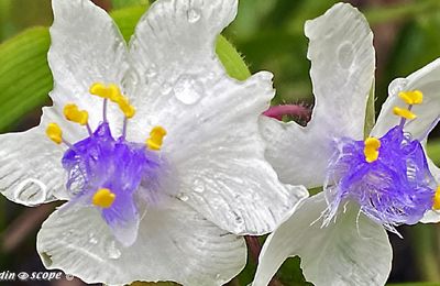 Des cymes de fleurs blanches pendant tout l'été…