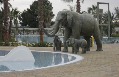 Elephants dans la piscine du camping Marjal 