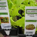 Plantations de salades.