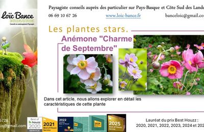 🌸 Anémone September Charm  par Paysagiste Pays Basque et Paysagiste Landes.