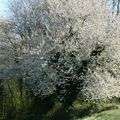 LA NATURE AU PRINTEMPS...