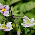 Fleur de pomme de terre