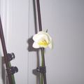 trop contente la premiere orchidee que j'ai