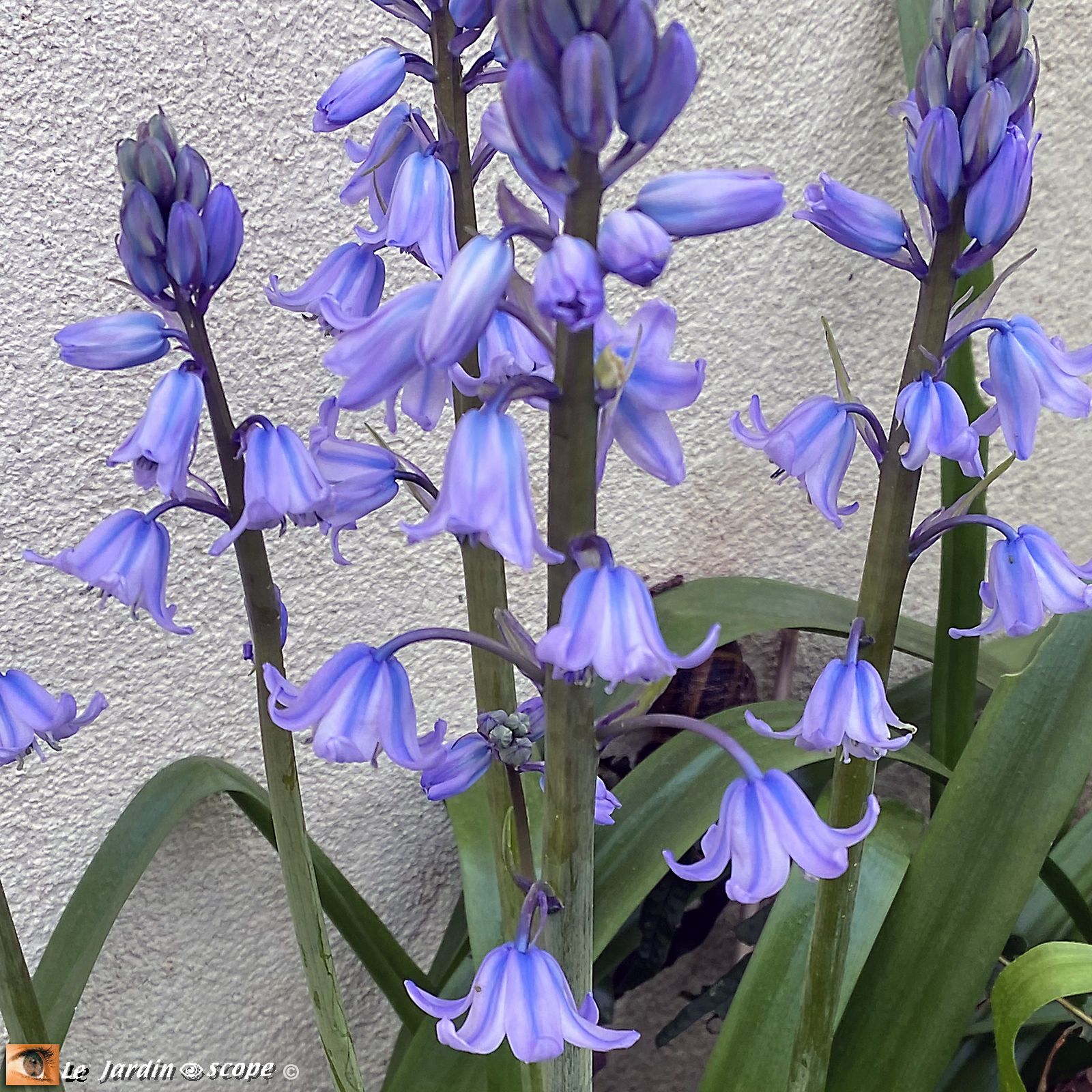 Hyacinthoides hispanica