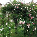 'Maxime Corbon', une rose ancienne orléanaise, obtenue par Barbier en 1918... des roses aux teintes subtiles et nuancées. 