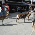 Nara, la ville aux daims!