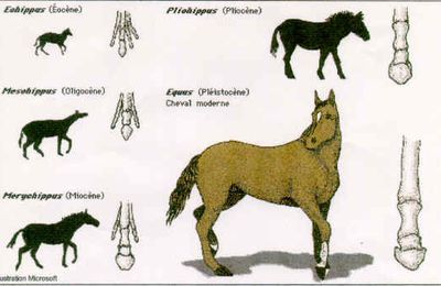 L'évolution du cheval