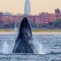 A New York, le retour des baleines